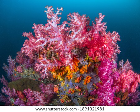 Carnation tree corals and Orange cup corals (Mergui archipelago, Myanmar) Royalty-Free Stock Photo #1891021981