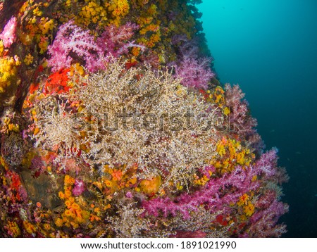 Snowflake corals surrounded with colorful corals (Mergui archipelago, Myanmar)