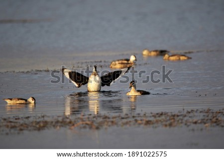 Cotton pygmy goose playing in the water