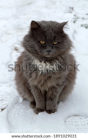 homeless pets: big shaggy stray hungry cat sits in the snow