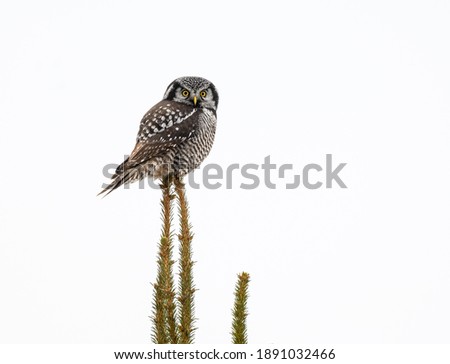 Northern Hawk Owl Sitting on Top of Spruce Tree on White Background, Isolated