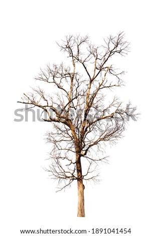 Dry trees on white background Royalty-Free Stock Photo #1891041454
