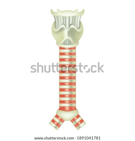 The structure of the human trachea. The hyoid bone. Adam's apple. Left and right bronchus. Thyroid cartilage. Vector illustration. Royalty-Free Stock Photo #1891041781