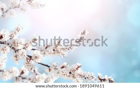 Horizontal banner with sakura flowers of white color on sunny backdrop. Beautiful nature spring background with a branch of blooming sakura. Copy space for text