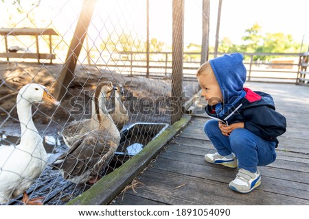 Little cute adorable caucasian curious blond toddler boy in hood sitting near many geese on farm poultry yard enjoy having fun watchng anilmals. Children outdoor zoo activities. Pet care concept