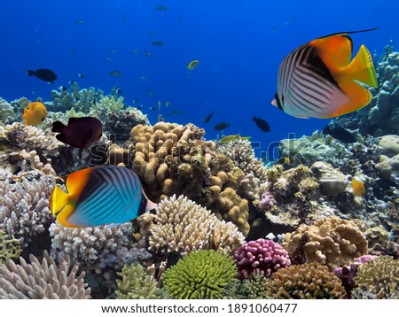 Colorful Coral Reef At The Bottom Of Tropical Sea