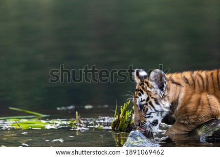 Bengal tiger cub is drinking water in a lake closeup. Horizontally. 