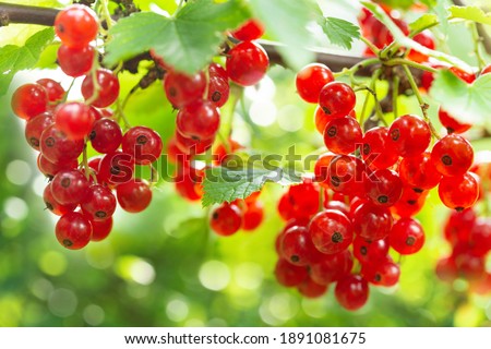 branch of ripe red currant in a garden on green background Royalty-Free Stock Photo #1891081675