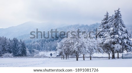 Winter view landscape of The trees are covered with snowflakes in frosty winter day, High mountains in Switzerland in the winter of Europe, travel and vacation.