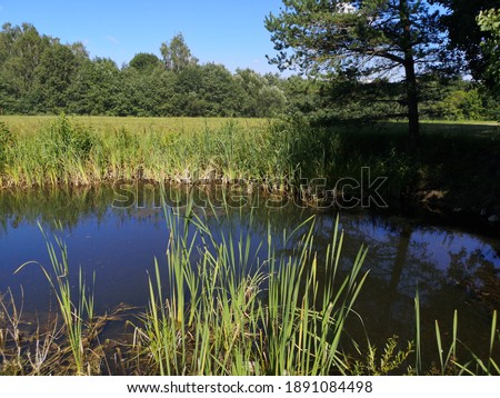 summer, green meadow, small lake and blue sky