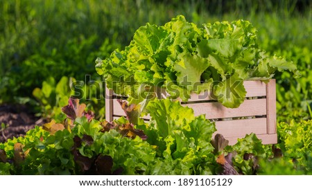 A wooden box with green lettuce leaves stands on a bed