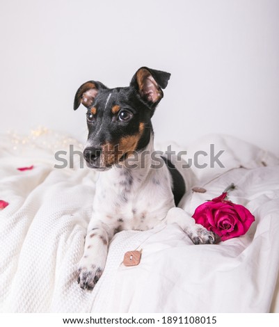 A small white dog puppy breed Jack Russel Terrier with pink rose  lays on white blanket. Valentines day concept