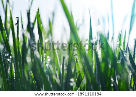Fresh drops transparent water on blades of the grass in the meadow. Morning dew at sunrise close up. Spring or Summer nature background.