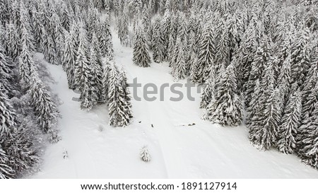 Aerial shot of the Pine trees covered with snow