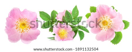 Dog rose (Rosa canina) flower isolated on white background Royalty-Free Stock Photo #1891132504