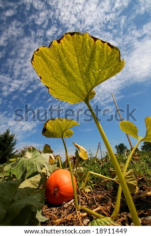 Tall Pumpkin Leaf