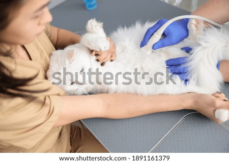 confident doctor is doing ultrasound of the abdominal cavity of a cat in modern veterinary clinic Royalty-Free Stock Photo #1891161379