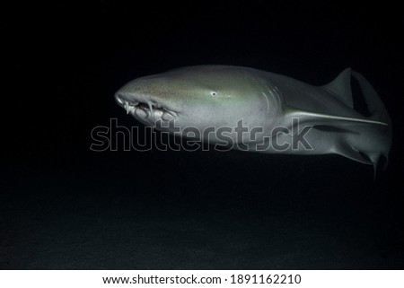 Tawny nurse shark (Nebrius ferrugineus) in the night dive. Maldives underwater world