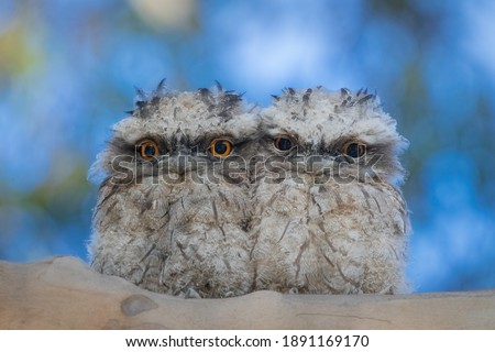 Tawny Frogmouth babies cuddled up   