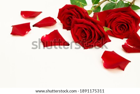 Beautiful bouquet of red rose flowers with rose petals on white background. Floral template With Copy Space for design to Valentines Day, mothers day, anniversary, wedding, Birthday.