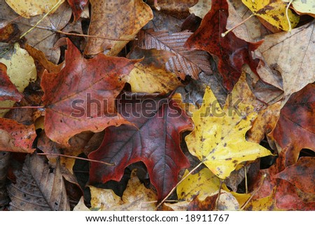 A closeup of three colorful maple leaves on the forest floor in Fall.