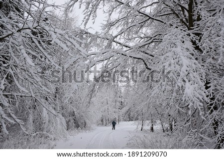 Beautiful winter snow-covered forest and silhouette of  cross-country skier during trip
