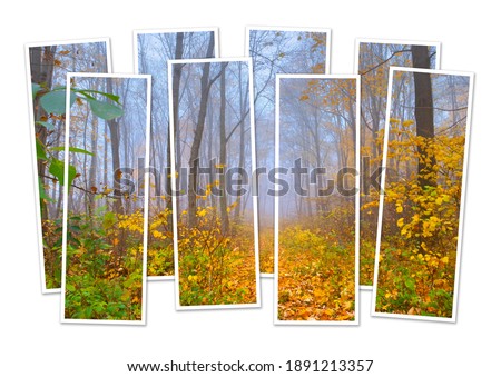 Isolated eight frames collage of picture of foggy autumn forest. Wonderful morning scene of mountain forest. Mock-up of modular photo.

