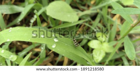 small  flies on a leaf 