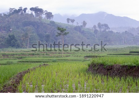 Beautiful terracing Young rice plant with mountain background