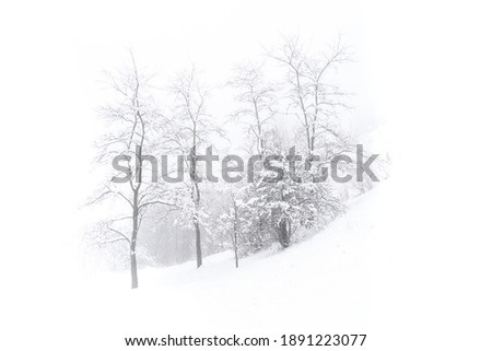 Mountain winter snow landscape trees on the hill in the fog. White picture with copy space. High quality photo
