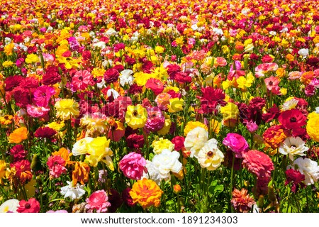 Gorgeous multicolor floral carpet. The field of luxurious spring buttercups. Beautiful sunny spring day. The southern border of Israel, a kibbutz field. The concept of botanical, and photo tourism