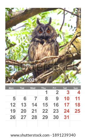 photo Long-eared Ow  bird on the calendar 2021. Julyl.