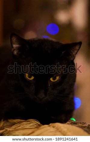portrait of a black cat with yellow eyes