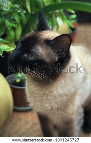 Curious plushy male Siamese cat smelling green leaves of home grown basil potted plant