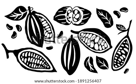 Cocoa pod and many raw beans set isolated on white background. Logo template. Vector illustration. Royalty-Free Stock Photo #1891256407