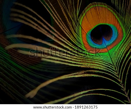 peacock feather isolated over black background.a single peacock feather backdrop with copy space.colourful plumage of peacock.closeup of peacock feather with different colours.