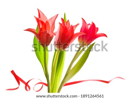 Valentine's Day. Beautiful background with a bouquet of red bright tulips and with a ribbon on a white background