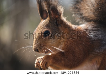 macro closeup of squirrel eating nuts