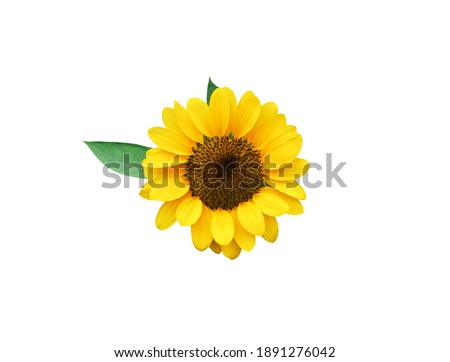 Colorful sunflowers with green leaves on white background
