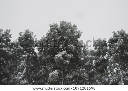 Photo of the frozen tree tops under a dim white sky.