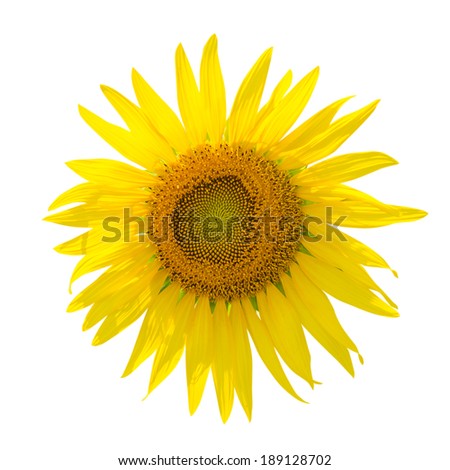Close up beautiful sunflower isolated on white