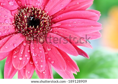Pink Gerbera daisy macro with water droplets on the petals.. Extreme shallow depth of field.