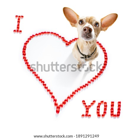 chihuahua dog on valentines love heart shape with I love you sign as background isolated on white
