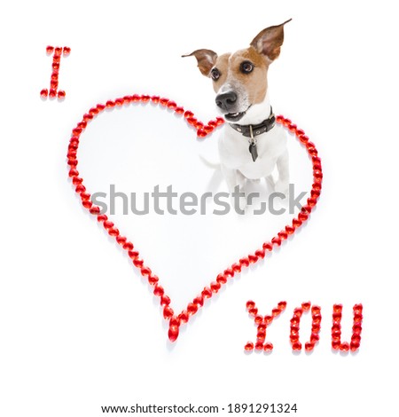 jack russell dog on valentines love heart shape with I love you sign as background isolated on white