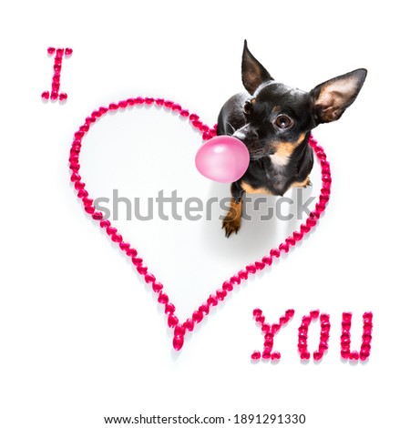 prague ratter dog on valentines love heart shape with I love you sign as background isolated on white