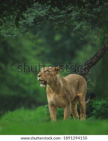 Asiatic Lioness image was taken in gujarat sasan gir  only place in the world to capture Asiatic lion