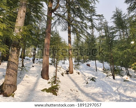 Snow White in kashmir covered hills mountains plants valley. Snow fall in Jammu and Kashmir is common from December to February, snowing attracts tourists and winter games are also played on snow.