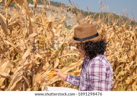 Technology in agricultural business, Asian smart woman using smartphone to examine product seed, farmer worker hold report chart in corn field background ready to harvest, entrepreneur start up