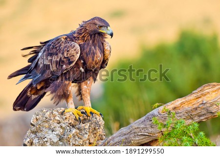 Golden Eagle  Aquila chrysaetos at Mediterranean Forest  Castile and Leon  Spain  Europe Royalty-Free Stock Photo #1891299550