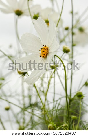 White cosmos flowers on white background.